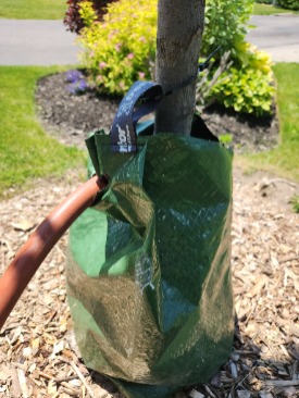 closeup of water bag on new tree