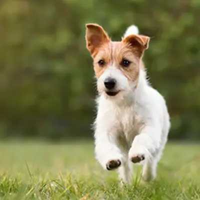 small white and brown dog running on green grass