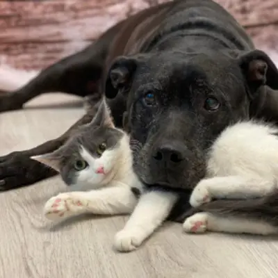 Cat and dog lying on the floor