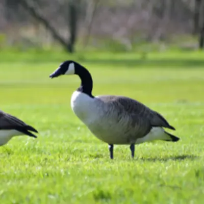 Geese in a field