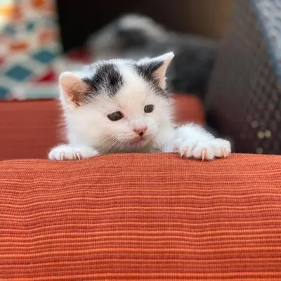 Kitten on a blanket
