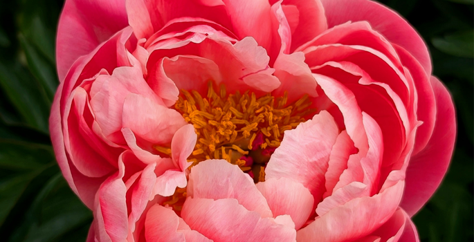 close up of a pink peony Dheeraj Madala