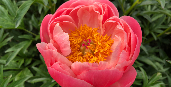 coral peony photo by Mai Ngo