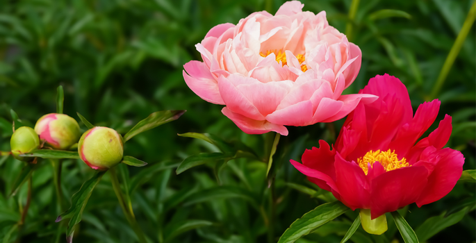 a few pink peonies photo by Aditi Vishwasrao
