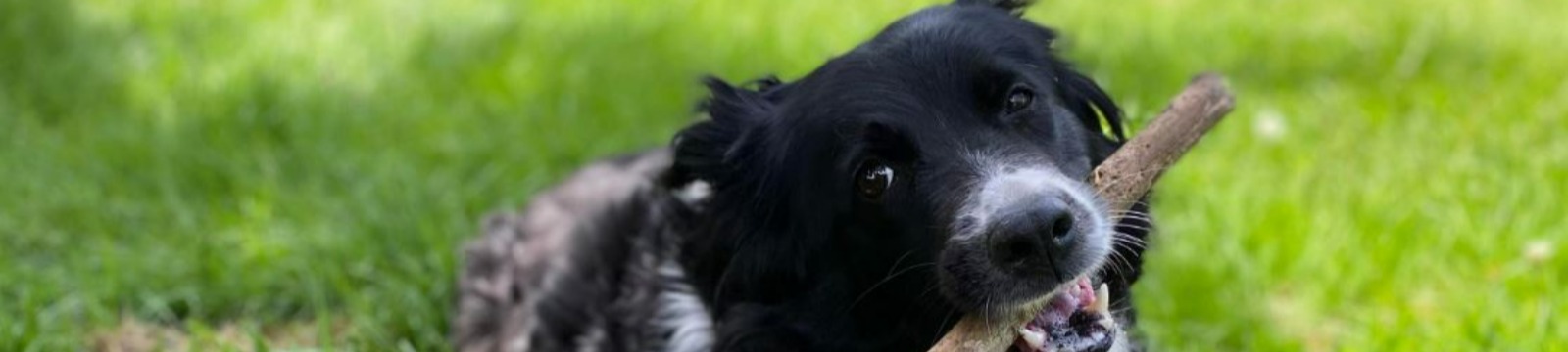 Dog with stick