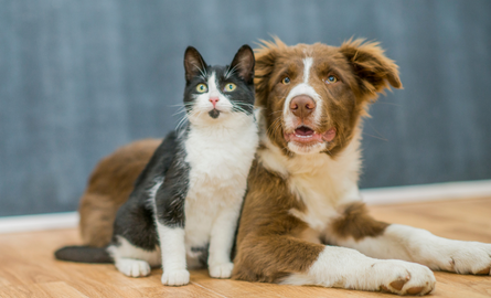 Dog and cat sitting beside each other