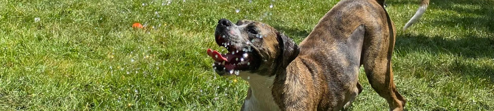 Dog playing in water