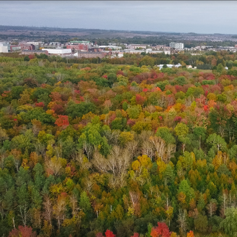 View of autumn tree forest in the forefront with buildings and small development in the distance 