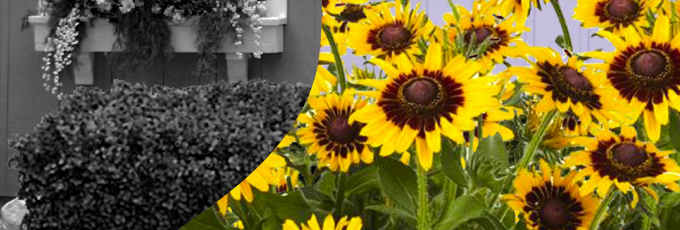 A black and white hedge view on the left that comes into colour, revealing yellow sunflowers to the right