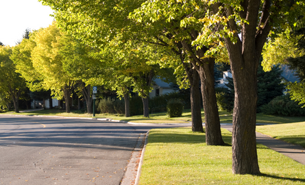 trees along a boulevard