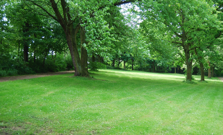 trees in a park