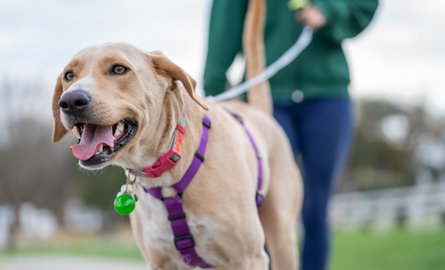 Dog walking on leash