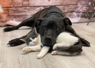 Dog and cat