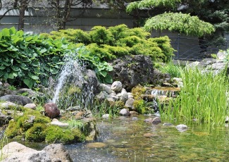 pond with water fountain