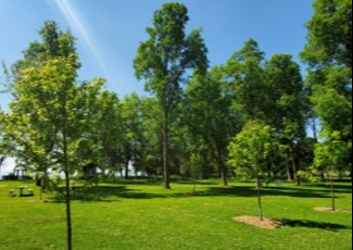 trees in open space