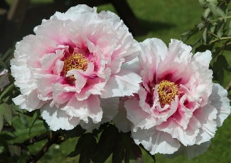 peonies at the City's Peony Festival