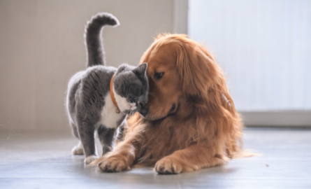 Cat and dog sitting together