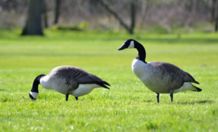 two canadian geese in grass