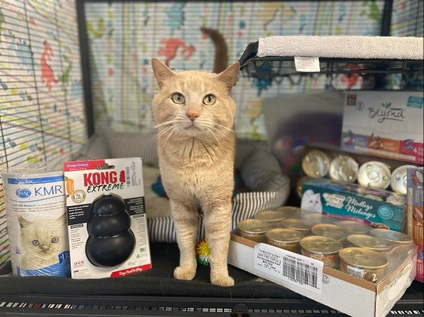 Cat with donations