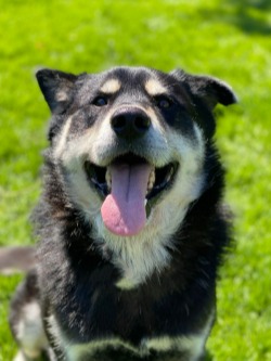 Black and tan dog