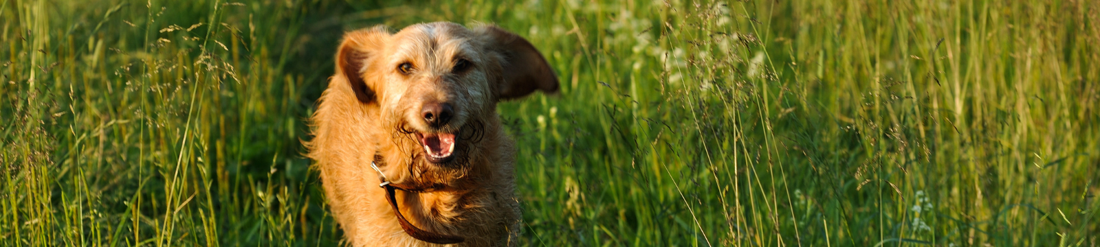 Dog running off leash