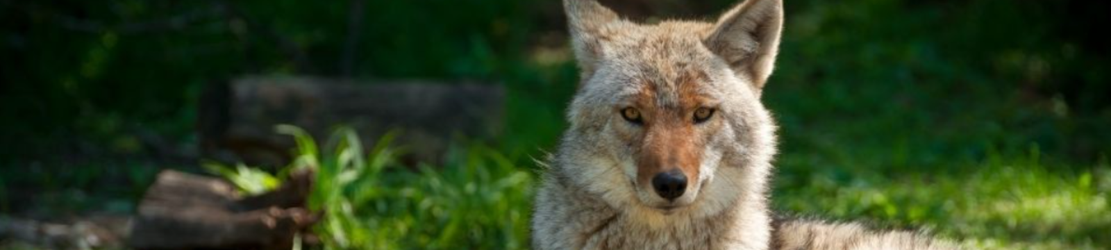 A coyote in a field