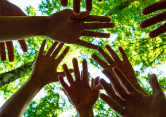 group of hands in forest