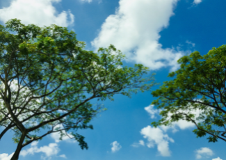 Blue skies with trees