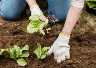 Gardening