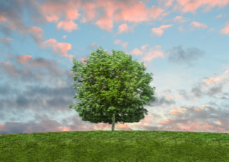 tree on hill in field