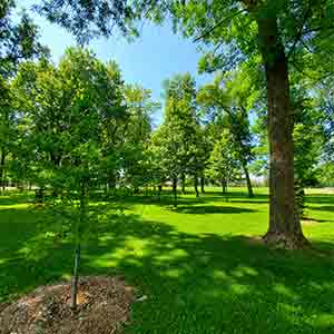 Newly planted trees under treated Ash trees