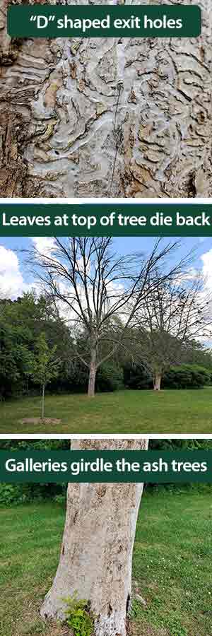 Infected Ash trees