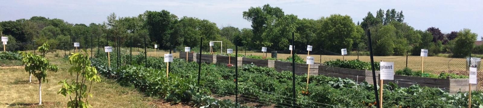 Image of community garden and garden beds