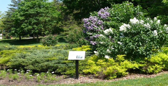 flowers and plants