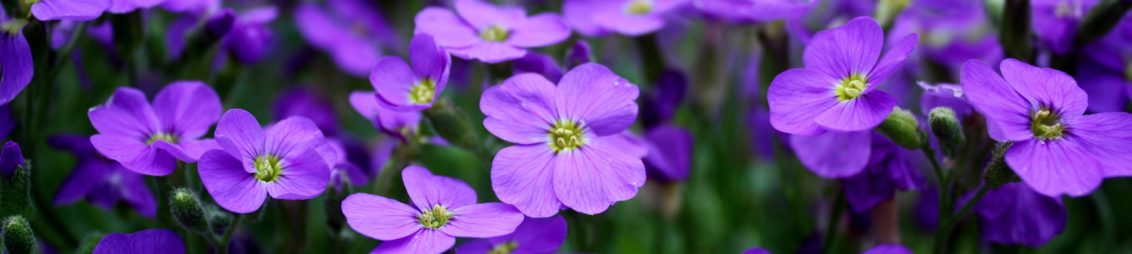 Purple flowers