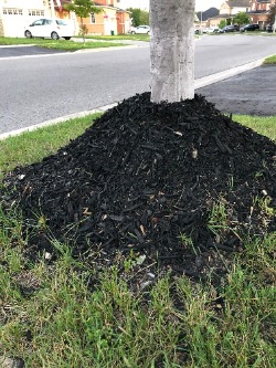 Tree showing incorrect mulching procedure