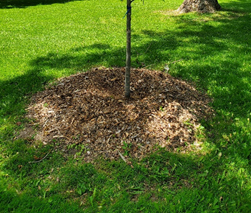 Tree showing ccorrect mulching procedure