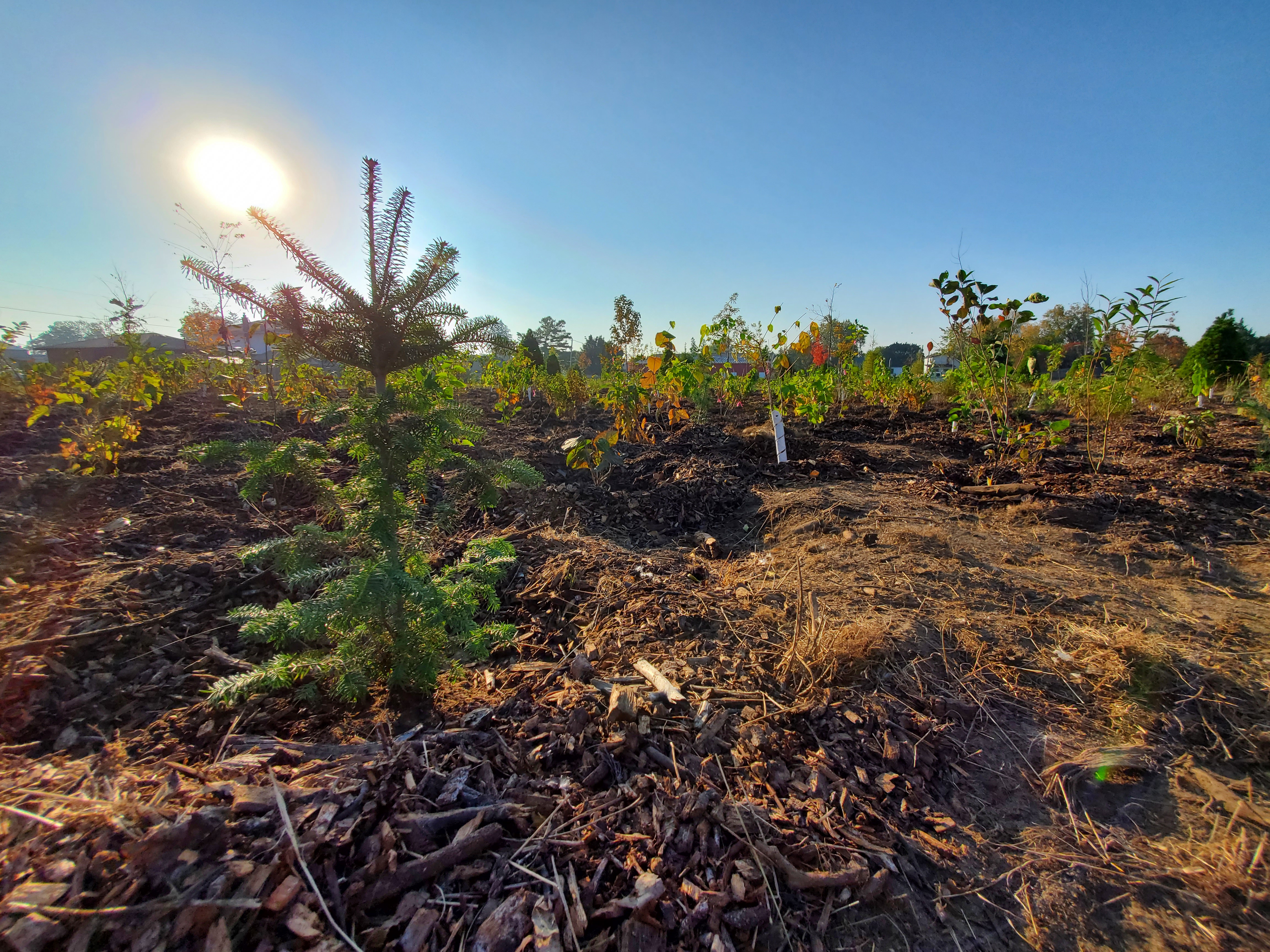 Russett park community planting, 2023