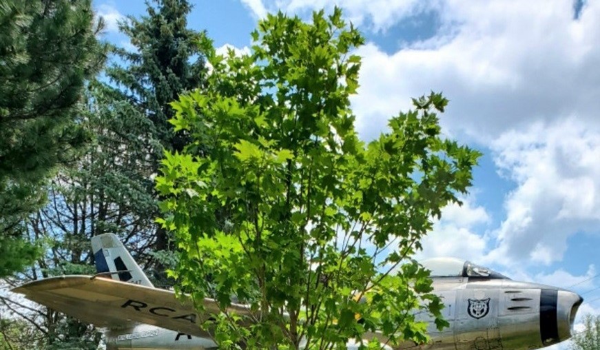 Sugar Maple in Trowbridge Park