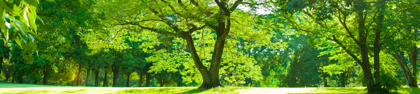 trees in park