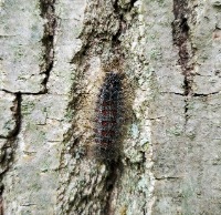L.D.D. caterpillar