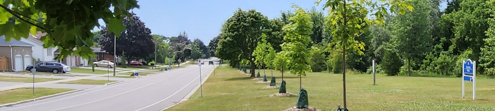 Newly planted trees along Central Park