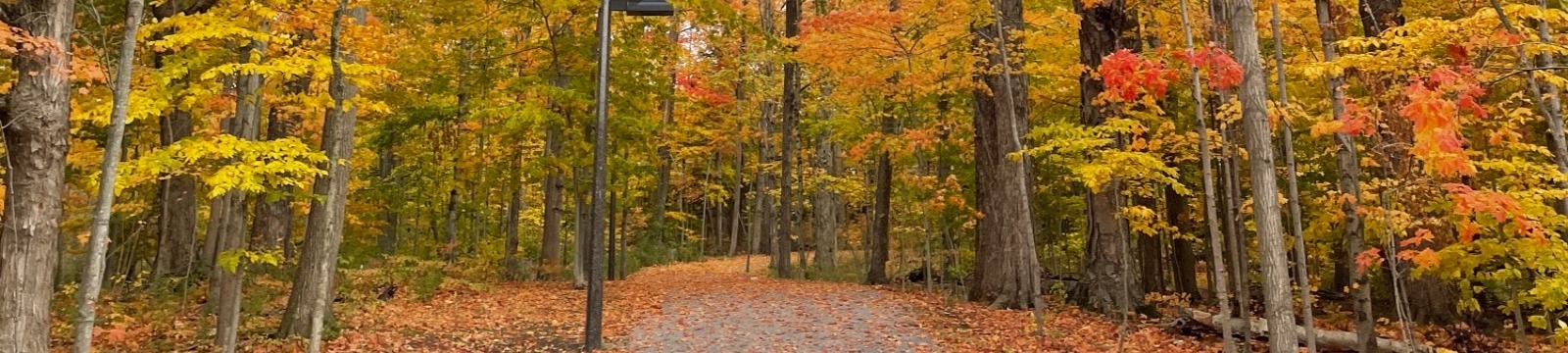 Fall colours in City of Oshawa park