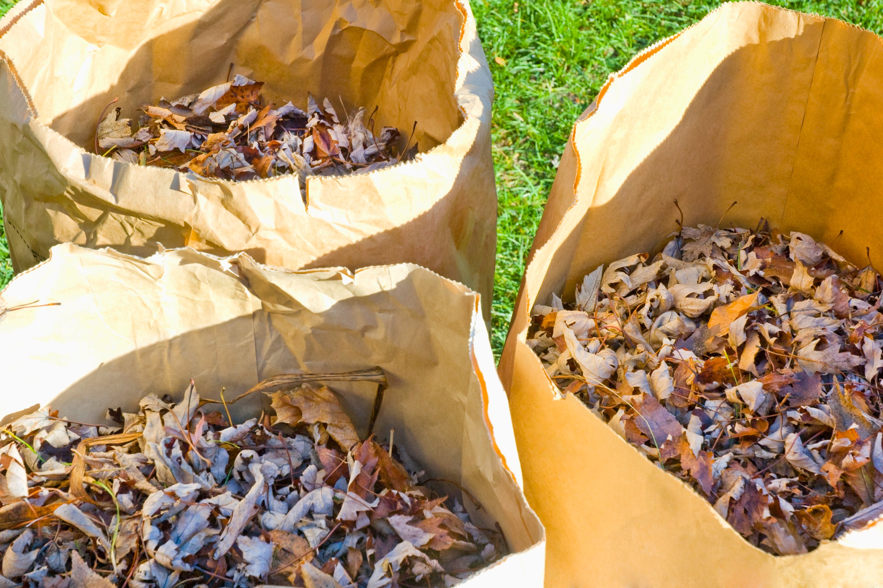 seasonal leaf and yard waste in paper yard waste bags