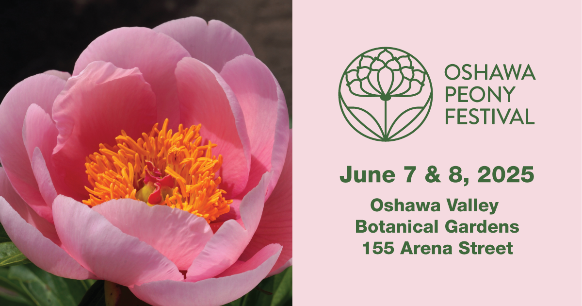Peony Festival, June 7 and 8, 2025. Oshawa Valley Botanical Gardens - 155 Arena St. Photo: Peony flower: Soft Salmon Saucer