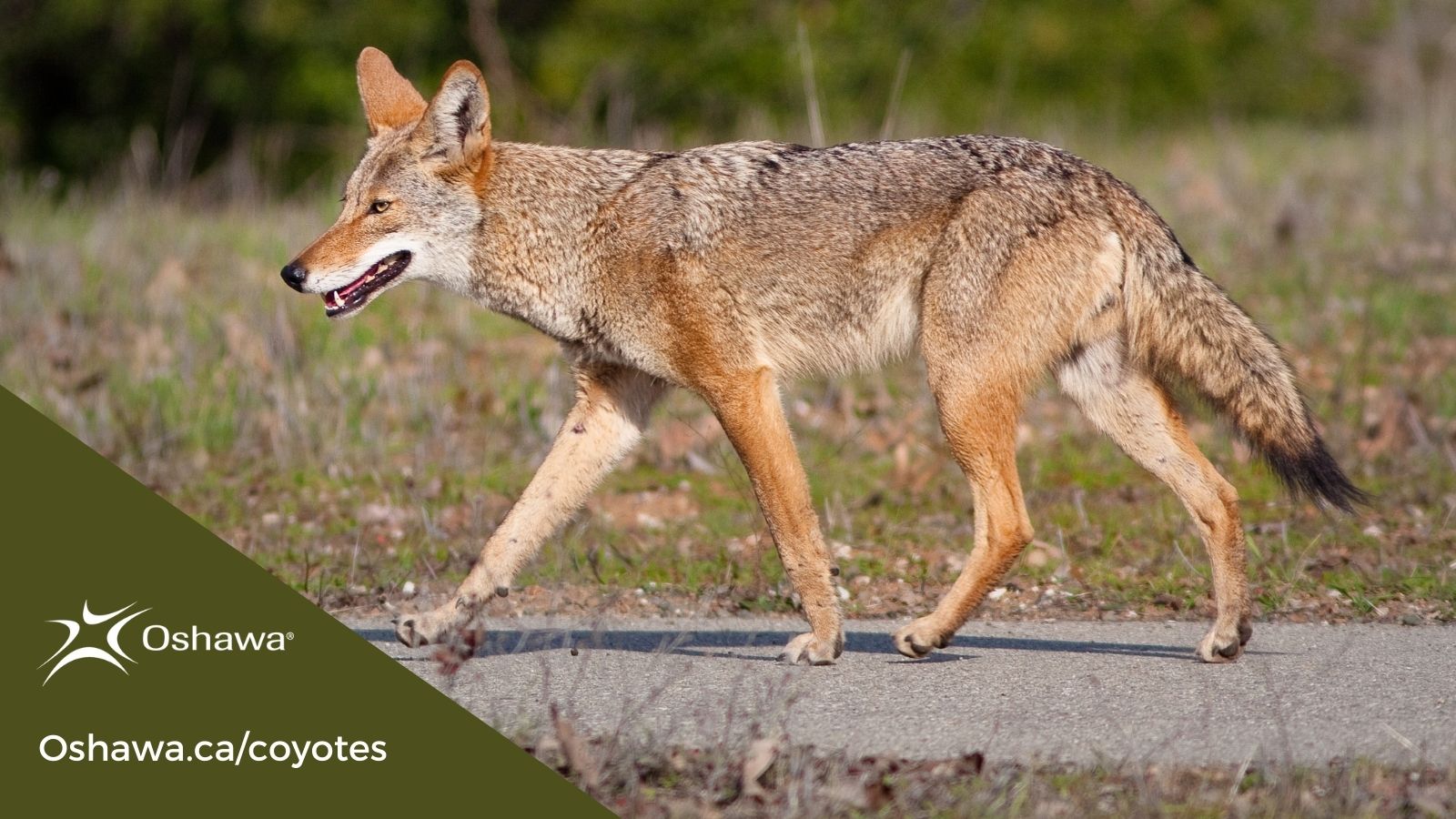 Coyote walking in grass