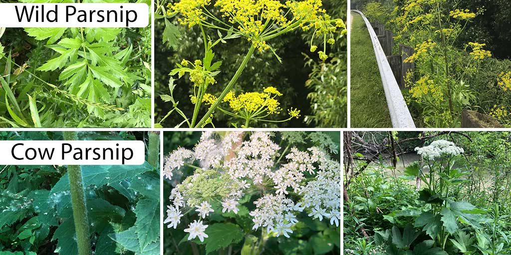 cow and wild parsnip plants