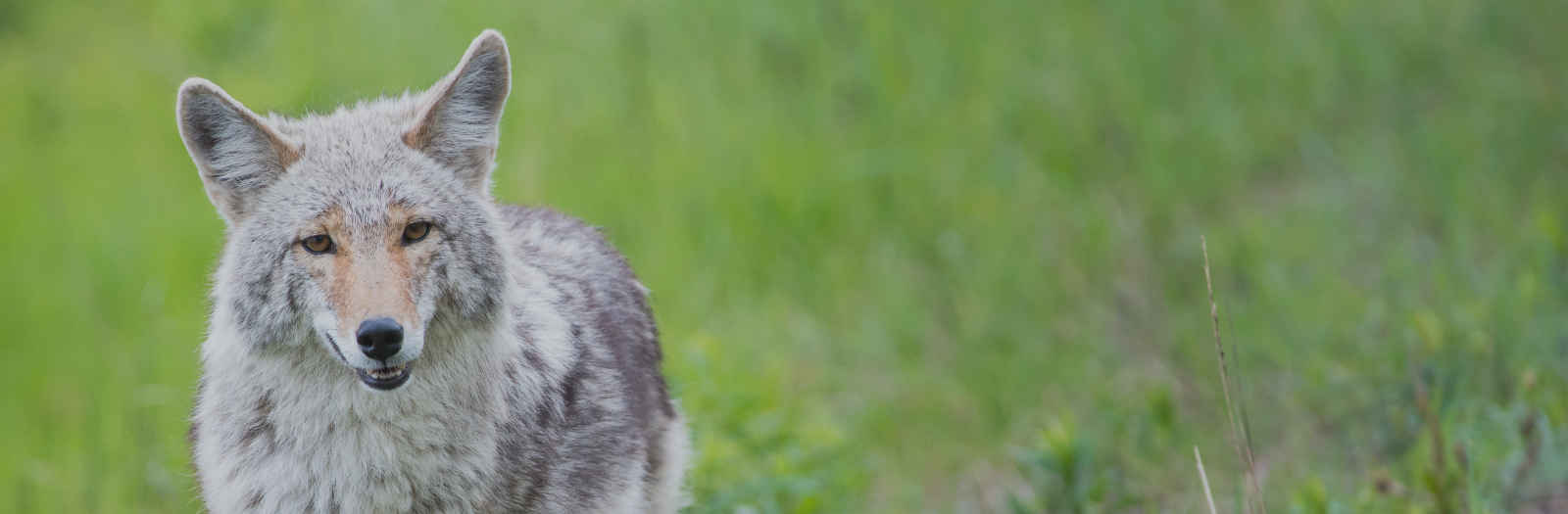 Coyote standing in grass