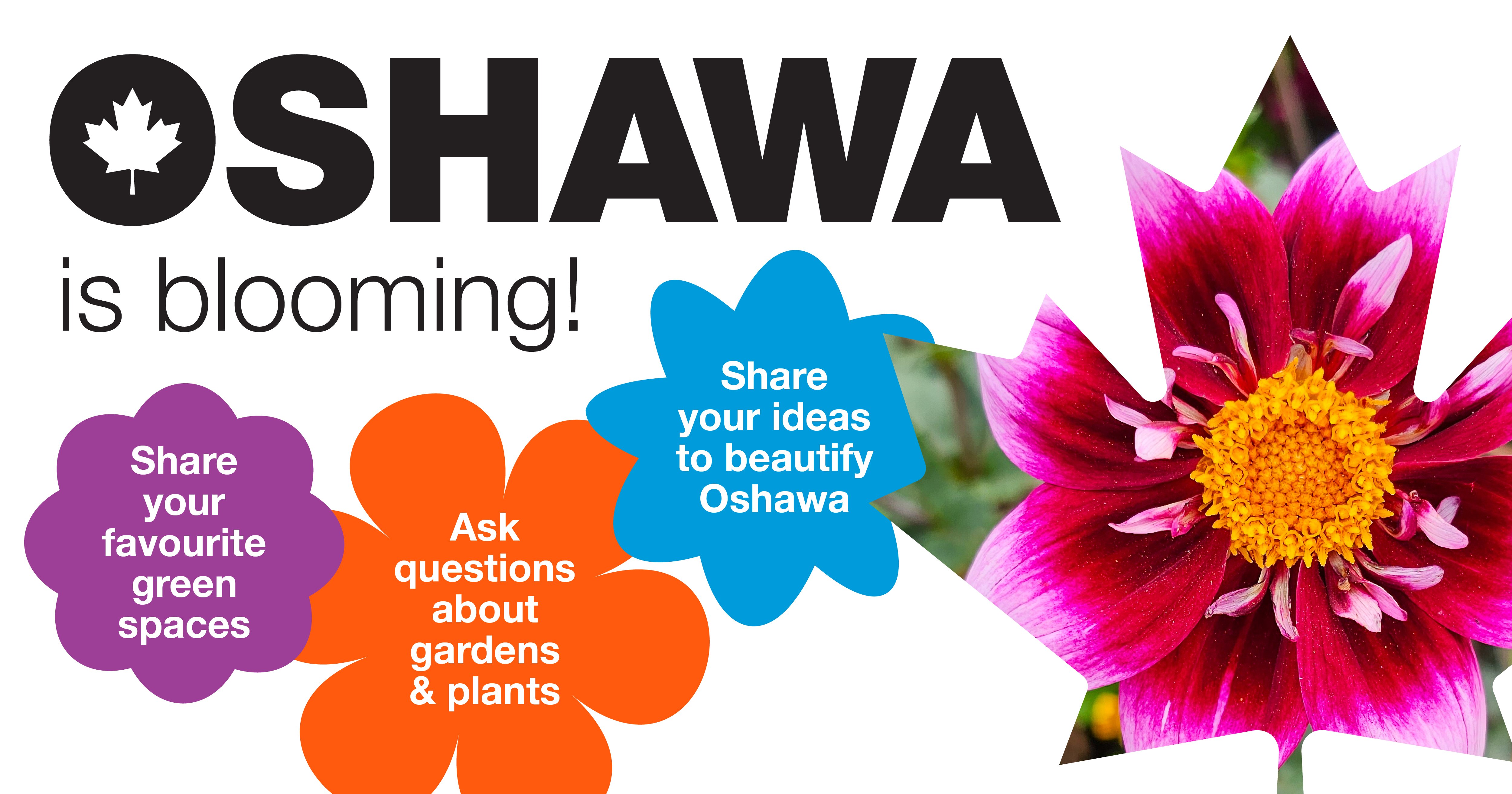 Oshawa is Blooming!