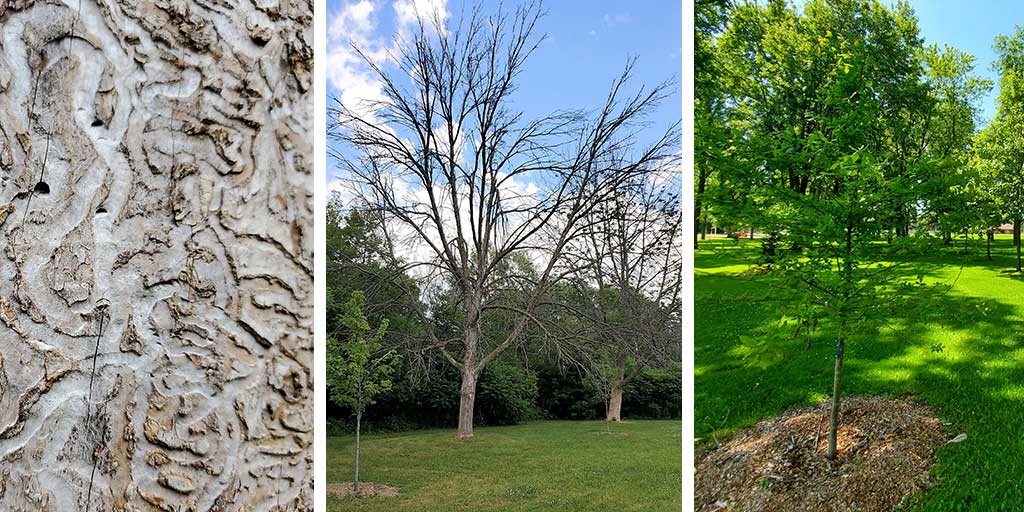 EAB Impact